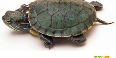 巴西龜為何不冬眠