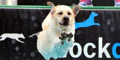狗狗跳水比賽，有模有樣