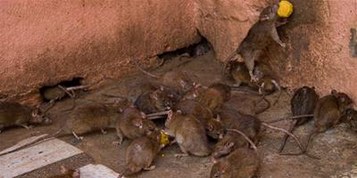 老鼠當寵物 老人和近兩百隻耗子同吃同住