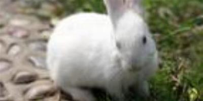 兔子不吃草怎麼辦 可適當調整食物口味