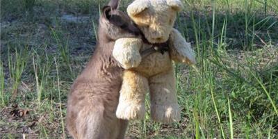 “孤兒袋鼠”擁抱著泰迪熊的畫面感動了網友