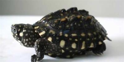 哈米頓氏龜的品種簡介