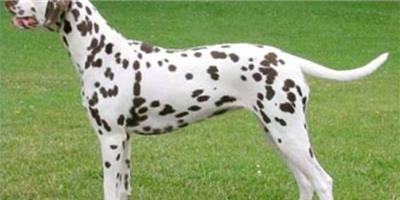 大麥町犬(斑點狗)(dalmatian)