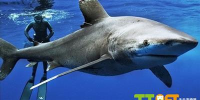 美女子深海與鯊共舞，呼籲全球保護鯊魚