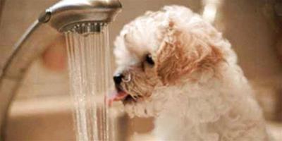 狗狗補水的重要性