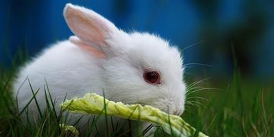 增進兔兔食欲的方法