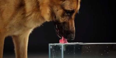 捲舌變湯勺 狗狗喝水有學問