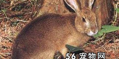 日本兔