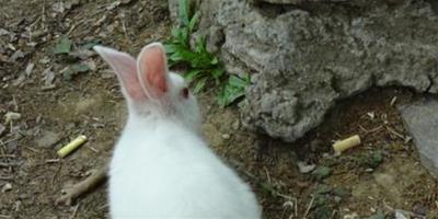 小兔子怎麼養 小兔以苜蓿草為主