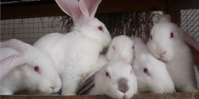 兔子怎麼睡覺的 兔子生活中非常的警惕