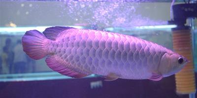銀龍魚吃什麼飼料 銀龍魚吃的都是活食