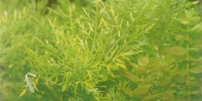 水草品種—水羅蘭