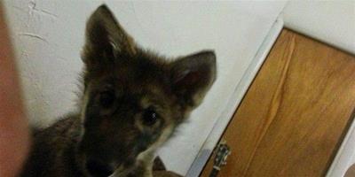 男子領養一隻琥珀色大眼狗狗 沒想到它竟然是一匹狼