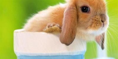垂耳兔臭嗎