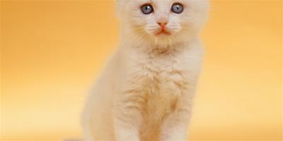 寵物美容：貓咪清潔中容易忽略的細節