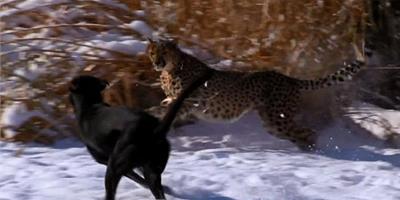 美國拉布拉多犬與獵豹成親密玩伴