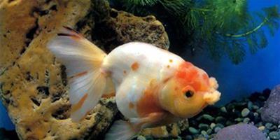 金魚常見病的預防和治療