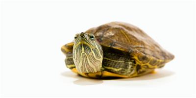 烏龜怎麼養 寵物烏龜的簡單養殖方法