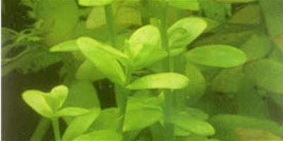 水草品種—小對葉