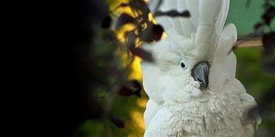雨傘鳳頭鸚鵡的生活環境如何