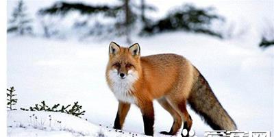 狐狸飼養方法 寵物狐狸飼養方法及注意事項