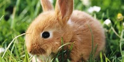 為什麼不能抓兔子的耳朵？什麼原因？