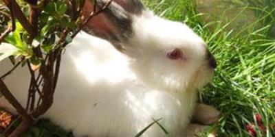 兔子不吃草只吃兔糧 適量食用兔糧