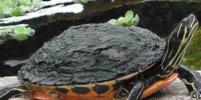 烏龜可以混養嗎 不同物種之間最好不要混養