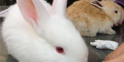 兔子可以吃香蕉嗎 兔兔吃多了會拉肚子
