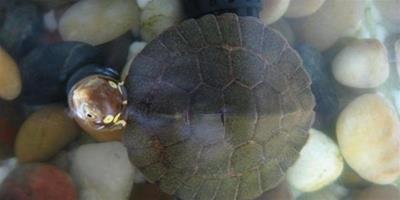 水龜的壽命和繁殖能力大約有多少年？