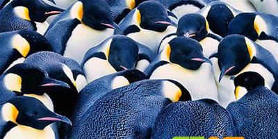 世界十大最頑強生命：南極企鵝和北極眼鏡絨鴨