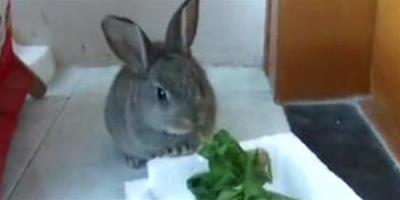 兔子一般吃什麼草 兔糧不能無限量餵食