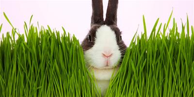 兔兔餵養：兔子牧草的選擇和保存