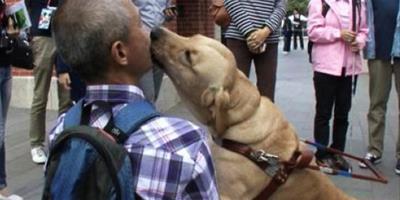 導盲犬首次被允許進入香港迪士尼