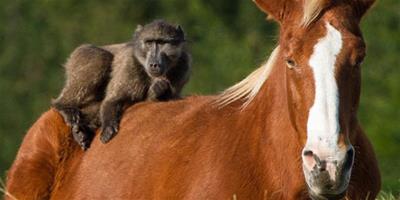 南非頑皮狒狒與馬成朋友，翻來滾去撓癢癢