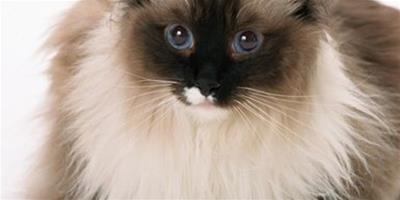 【分析】牛磺酸對貓咪有什麼作用？
