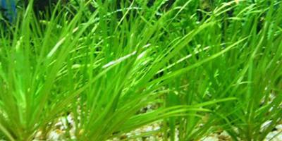 水草--簀藻
