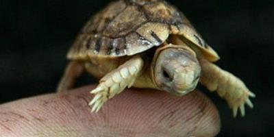 世界最小的龜之埃及龜