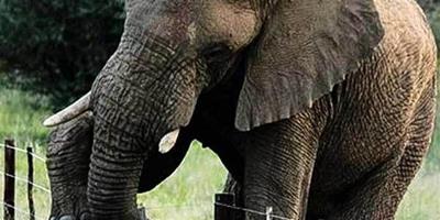 非洲大象的智慧小心翼翼跨越電網尋食物