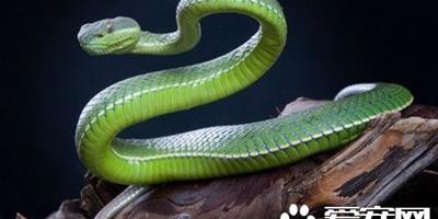 綠色的寵物蛇 國內常見的綠色寵物蛇