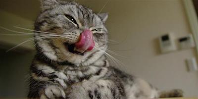 貓咪口腔的日常檢查