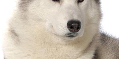 阿拉斯加雪橇犬的補鈣知識