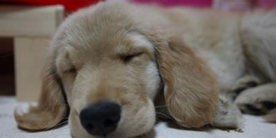 【圖】狗狗幾種常見睡姿揭秘