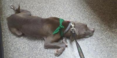狗被綁在收容所外的電線杆上 最後餓昏過去