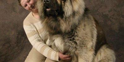 高加索犬：世界體型最大狗