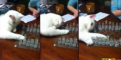 寵物貓陪主人下西洋棋，走一步就耍賴