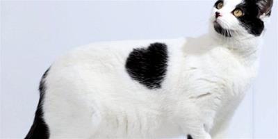 英國可愛流浪貓背上的毛呈罕見心形