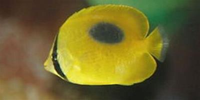 鏡斑蝴蝶魚的外形特點 魚體的黃色的