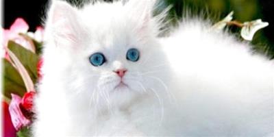 白色波斯貓的價格是多少？