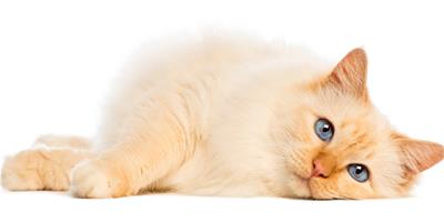 什麼情況下貓咪要減肥？